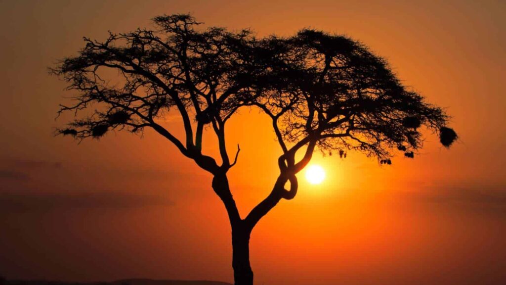 Acacia Tree
