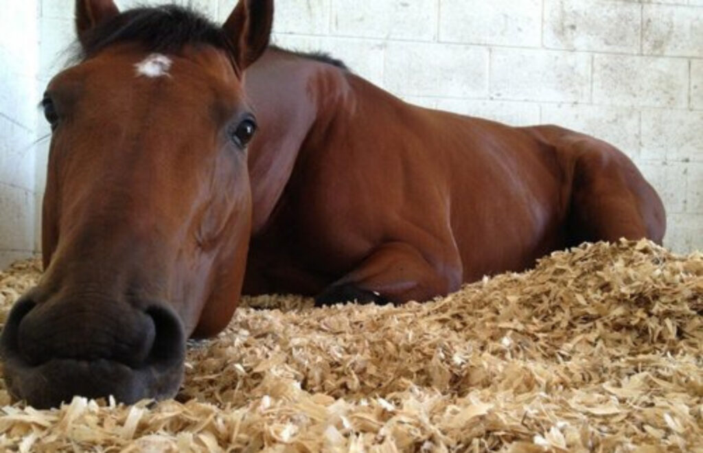 Animal Bedding with Wood Shavings