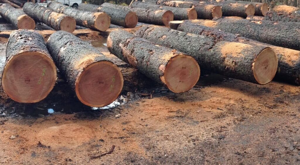 Cherry Wood Logs
