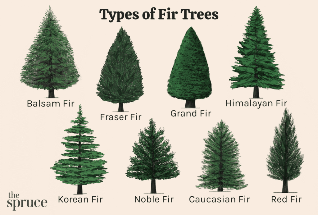 Different Types of Fir Trees