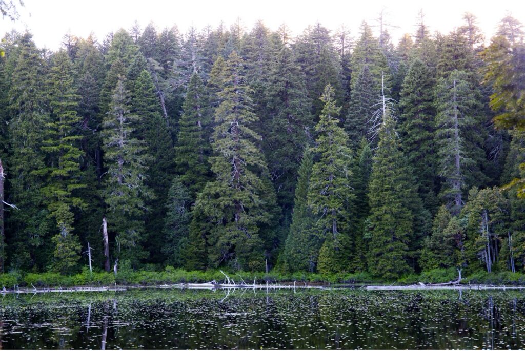 Douglas Fir Forest