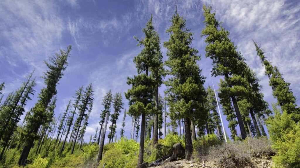 Douglas Fir Tree
