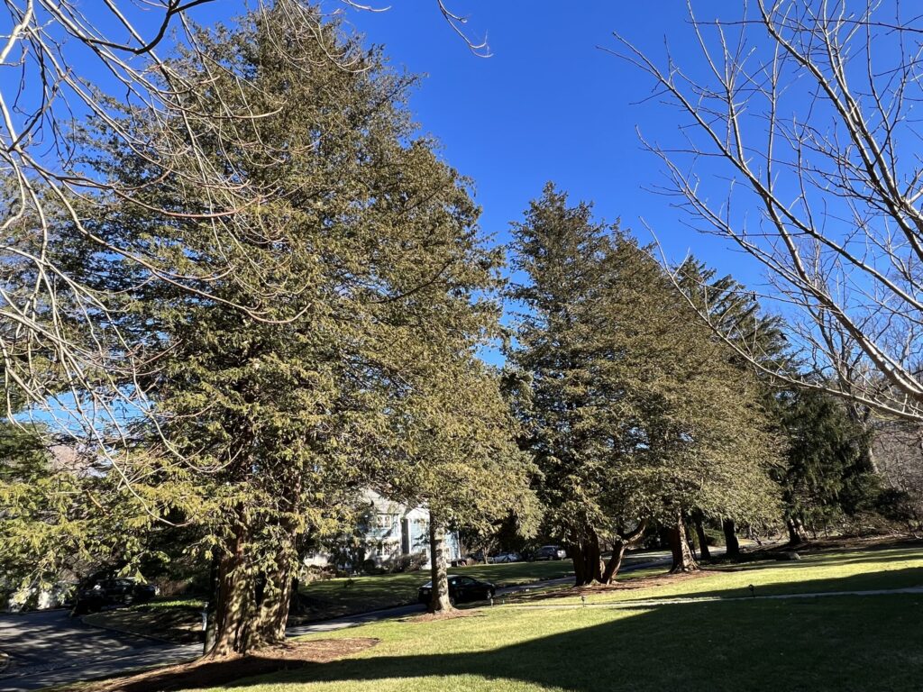 Eastern Red Cedar Tree