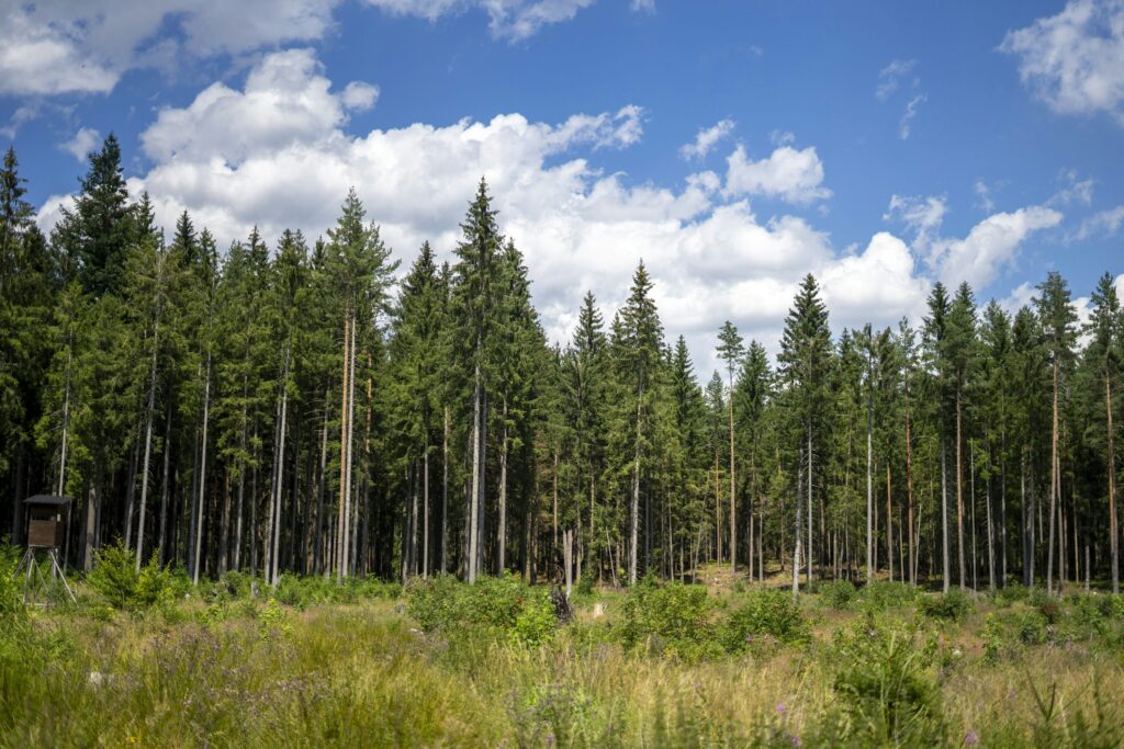 Fir Tree Forest
