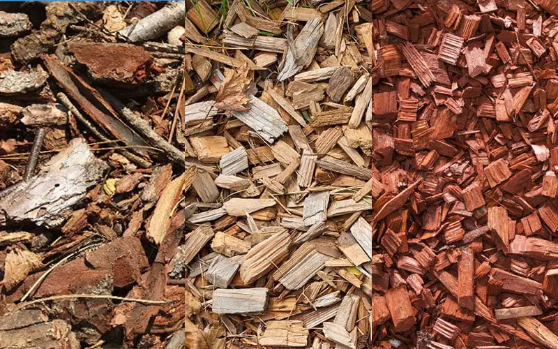 Hardwood vs Softwood Chips