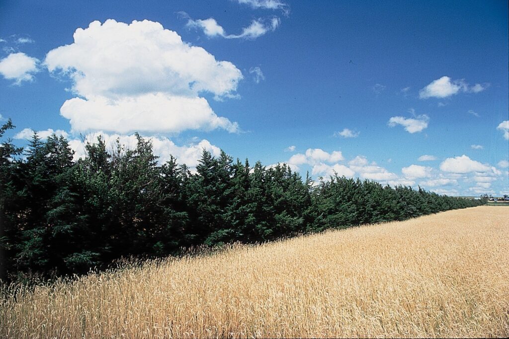 Historical Use of Eastern Red Cedar