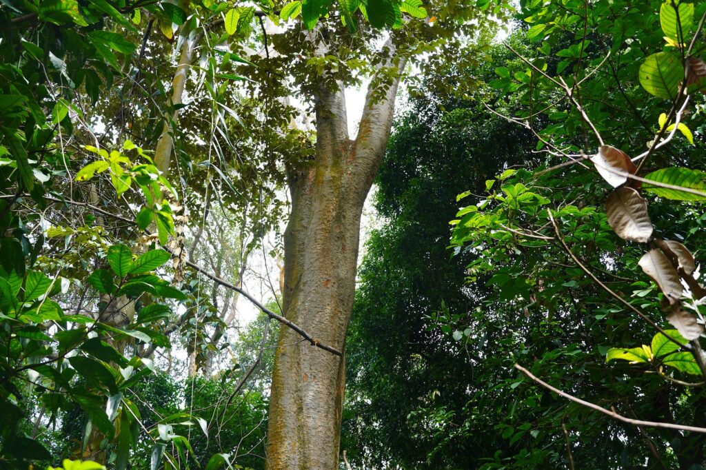 Merbau Tree