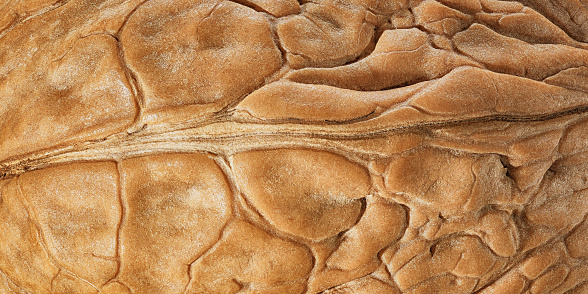 Microscopic image of walnut shell texture
