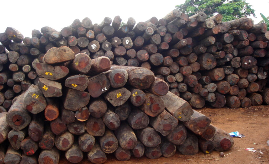 Rosewood Tree