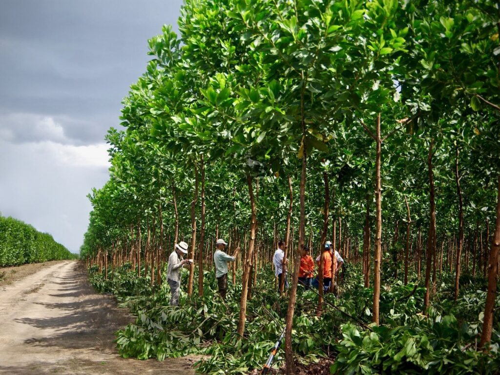 Sustainable Acacia Farming