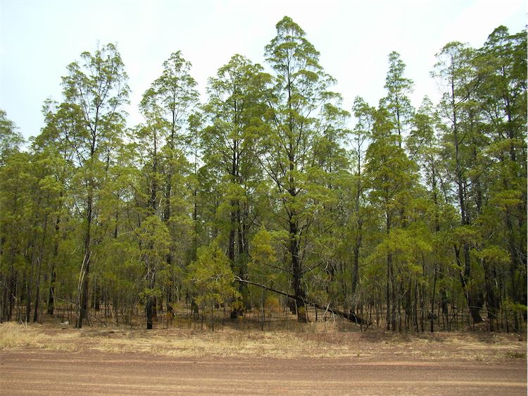 Sustainable Cypress Forest