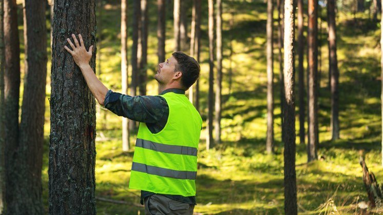 Sustainable Timber
