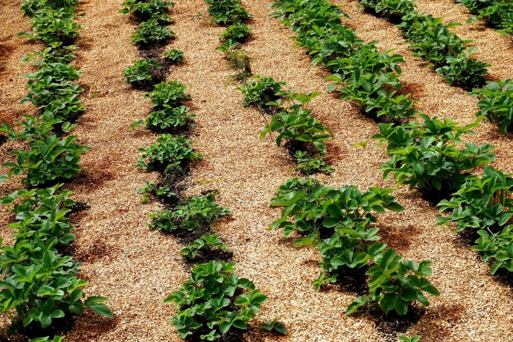Wood Shavings in Gardening