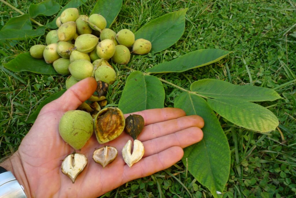 a walnut tree with nuts and shells