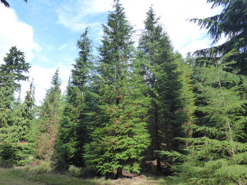 cypress tree