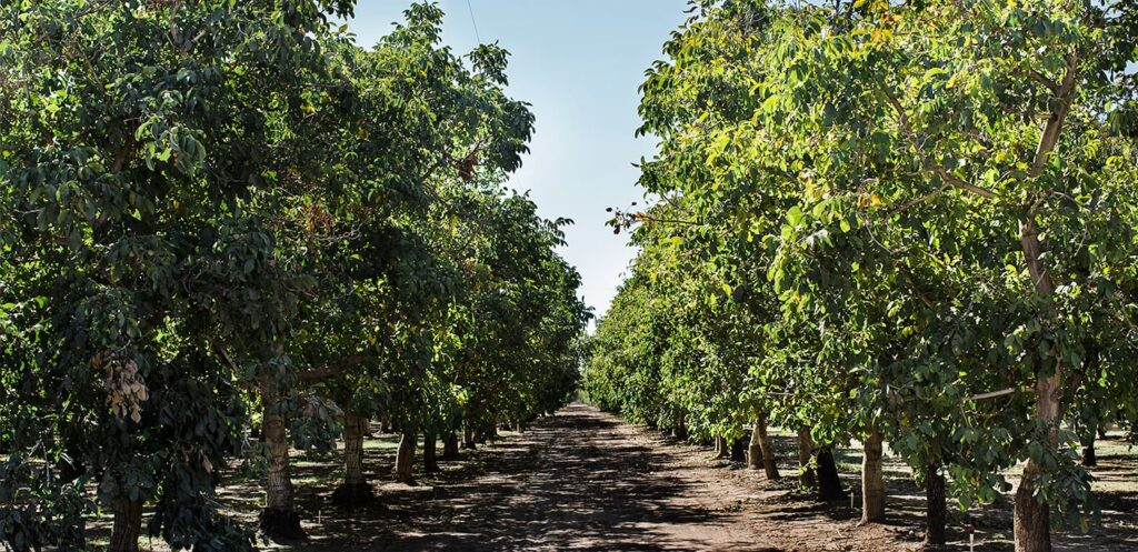 walnut orchard with shells being collected