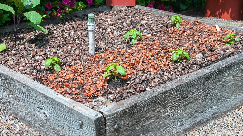 walnut shell mulch in a garden