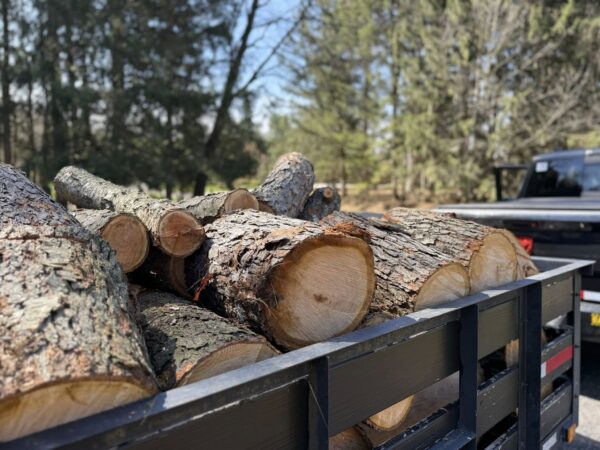 Buy Cherry wood logs for sale