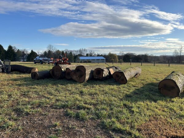 Buy Cherry wood logs for sale