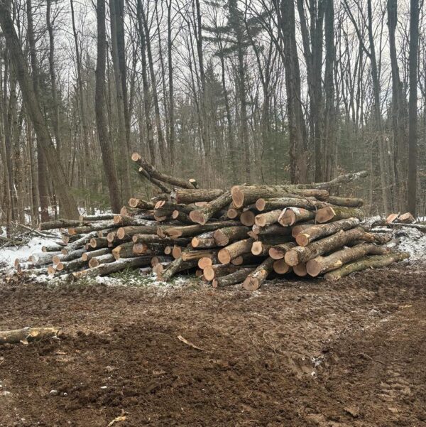 Buy Cherry wood logs for sale