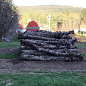 Buy Cherry wood logs for sale