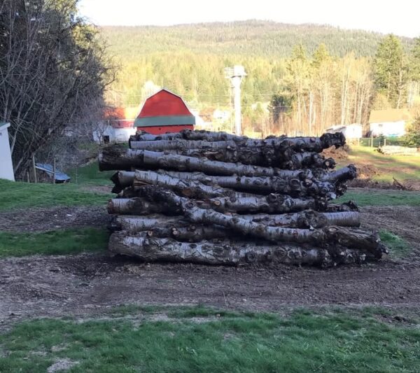 Buy Cherry wood logs for sale