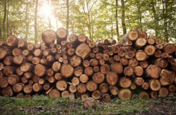 Buy Logs for Stave wood for sale