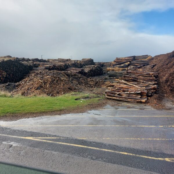 Buy Logs for Stave wood for sale online