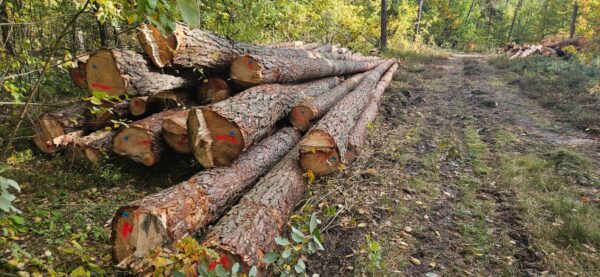 Buy Pine timber wood Logs for sale online