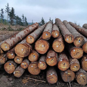 Buy Pine timber wood Logs for sale online