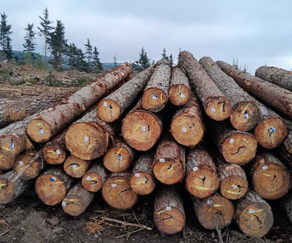 Buy Pine timber wood Logs for sale online