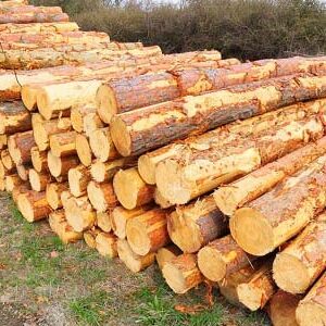 Buy Radiata Pine timber wood logs for sale online
