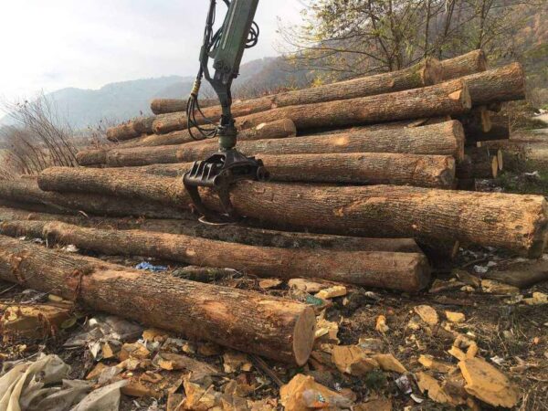Buy Radiata Pine timber wood logs online