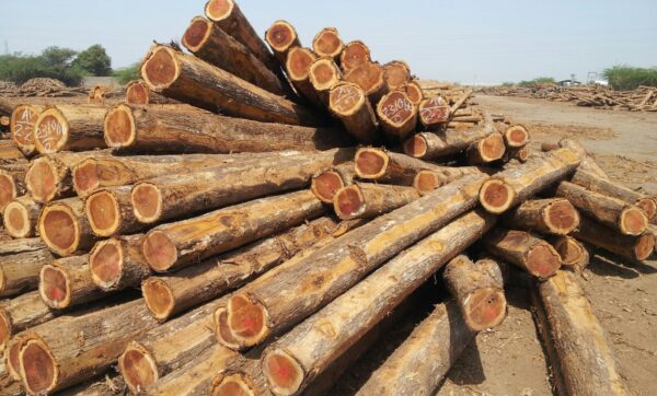 Buy Redwood wood Timber logs for sale