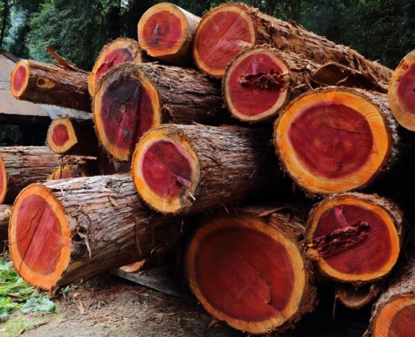 Buy Redwood wood Timber logs online