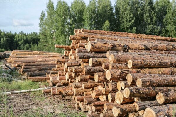 Buy Scots pine Logs for sale online