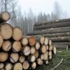 Buy Scots pine Logs online 1