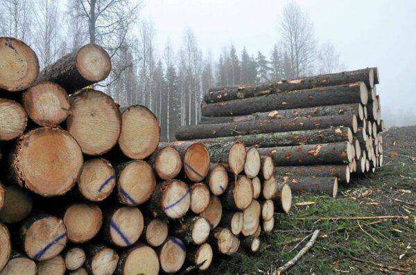 Buy Scots pine Logs online 1