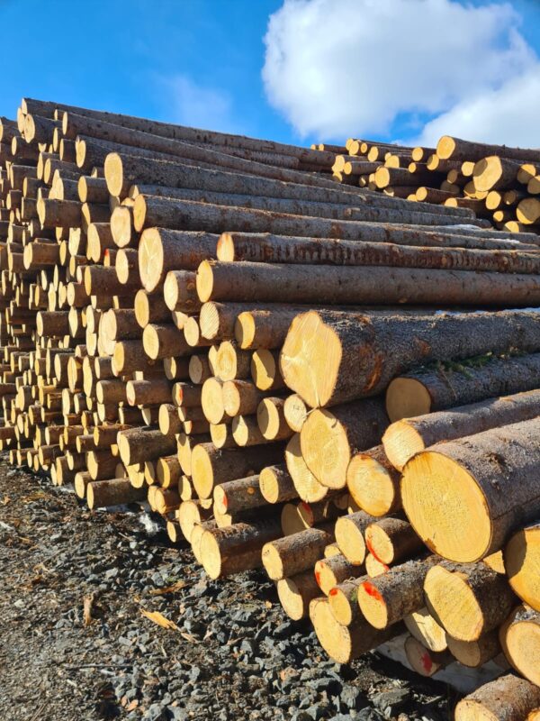 Buy Spruce logs 1