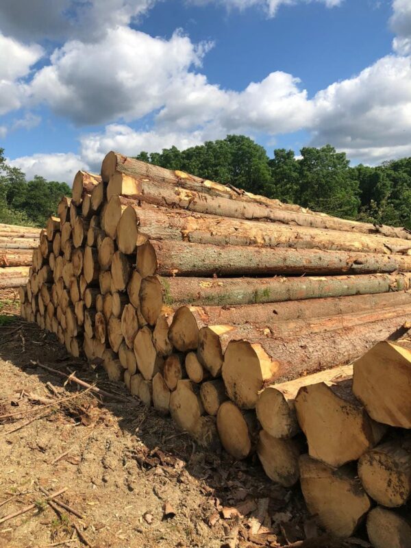 Buy Spruce logs for sale