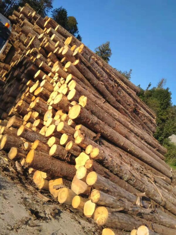 Buy Spruce logs online