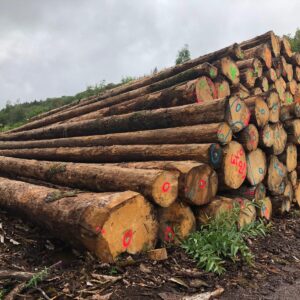 Buy Spruce logs online