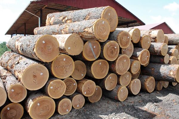 Buy Veneer wood Logs