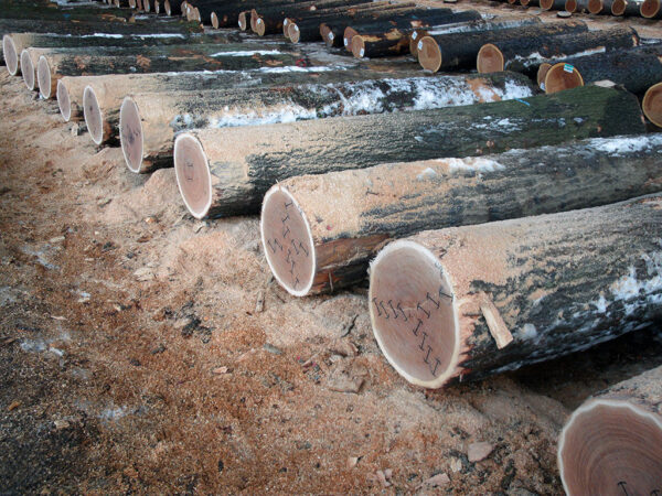 Buy Veneer wood Logs online