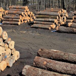 Buy Veneer wood timber Logs for sale online
