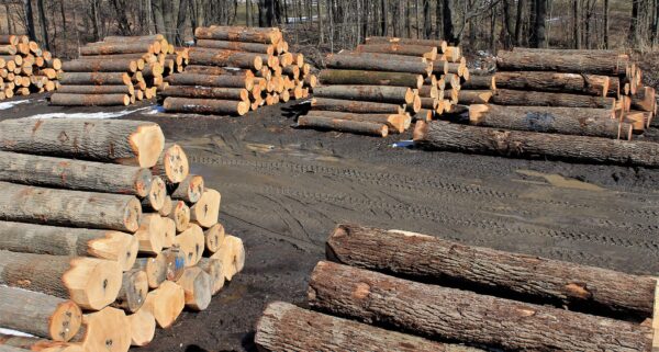 Buy Veneer wood timber Logs for sale online