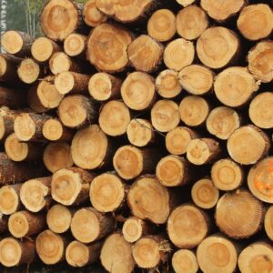 Buy acacia wood logs for sale