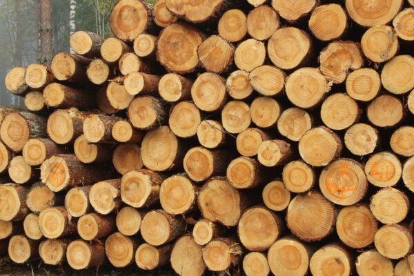Buy acacia wood logs for sale