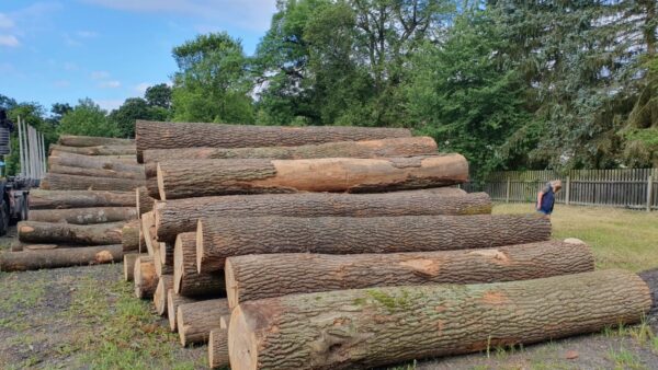 Buy ash wood logs for sale