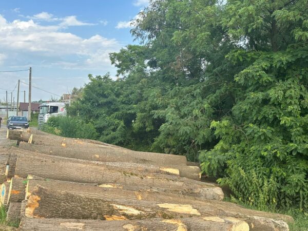 Buy ash wood logs for sale